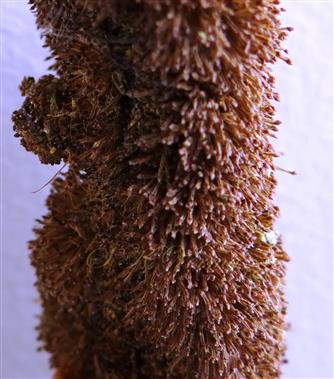  A segmet of Male spike